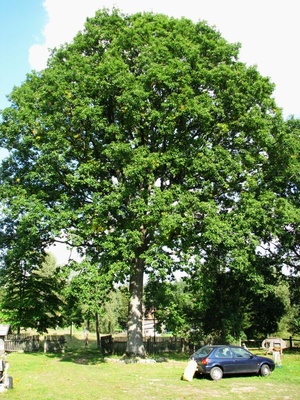 Hinc&oacute;wka - nasz pi�kny, stary d�b