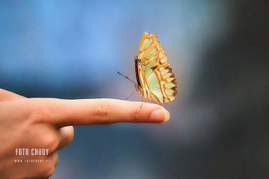 Motylarnia Karwia - motyle potrafią być ciekawskie...