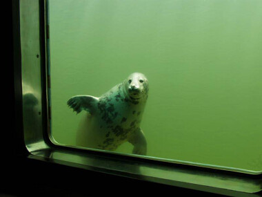 Fokarium Hel - foki w Stacji Morskiej atrakcje nad morzem