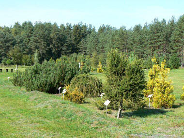 Arboretum Kozin park leśny Kaszuby Nadleśnictwo Cewice