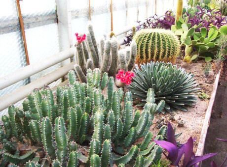 Kaktusiarnia 🌵 Rumia największa hodowla kaktusów w Polsce