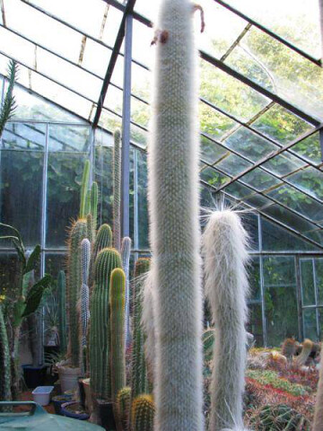 Cactusarium - kaktusy 🌵 w Ostrzycach - wystawa na Kaszubach