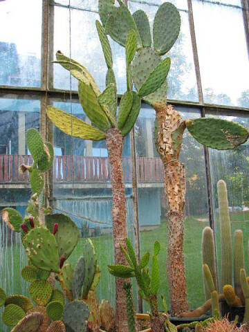 Cactusarium - kaktusy 🌵 w Ostrzycach