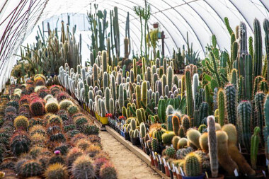 Wystawa kaktusów 🌵 w Ostrzycach na Kaszubach w pomorskim