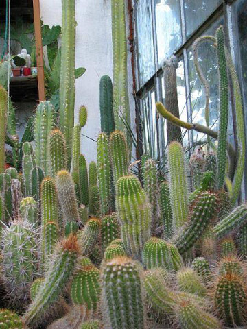 Cactusarium - kaktusy 🌵 Ostrzyce