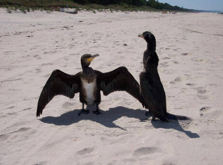 Rezerwat kormoranów i czapli siwej - Kąty Rybackie