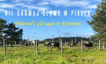 Strusia Farma Kniewo - ferma strusi