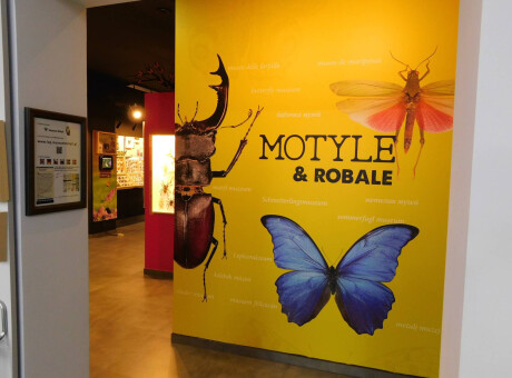 Muzeum Motyli