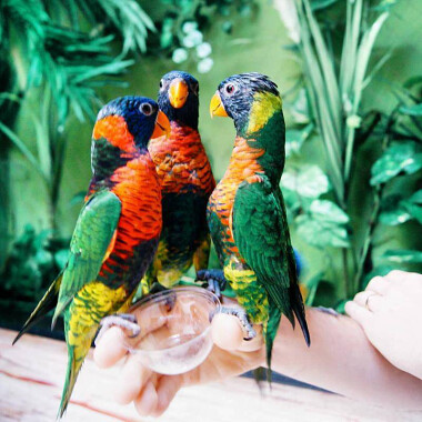 Papugi 🦜🦜 w Tuchlinie