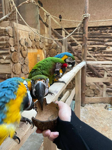 Papugarnia Aquapark Reda papugi atrakcje imprezy dla dzieci