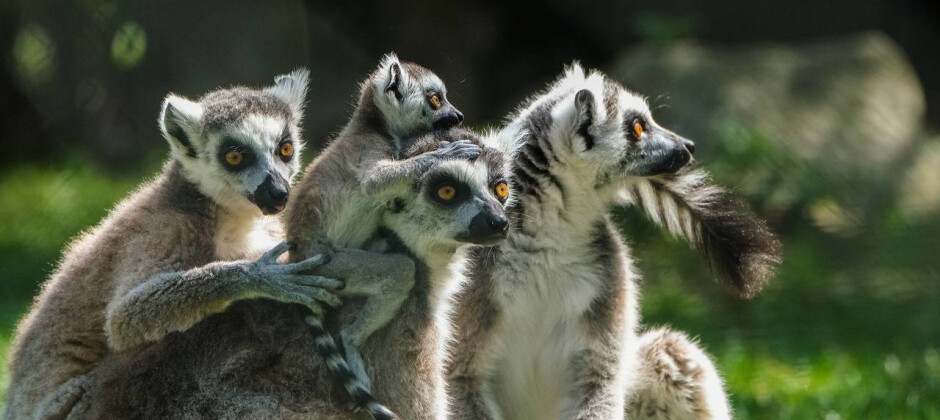 Lemur Park - park rozrywki w Rumi