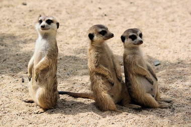 Lemur Park rozrywki Rumia atrakcje dla dzieci i rodzin