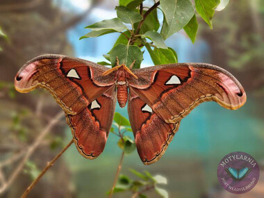 Motylarnia Władysławowo egzotyczne motyle atrakcje nad morzem -motyl Pawica Atlas - fot. Motylarnia Władysławowo