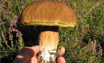Grzybobranie 🍄🍄w Borach Tucholskich i na Kaszubach 2025
