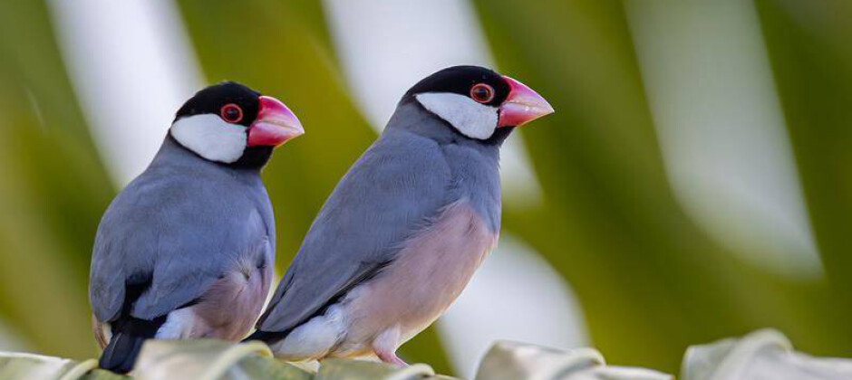 Ptaszarnia 🐦Władysławowo - wystawa małych ptaków egzotycznych
