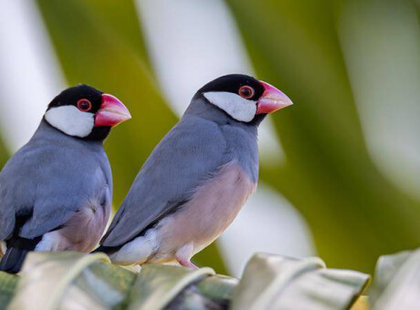 Ptaszarnia 🐦Władysławowo - wystawa małych ptaków egzotycznych