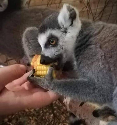 Lemury można karmić w Papugarni Gdańsk