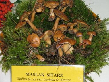 Maślak sitarz - grzybobranie w Borach Tucholskich