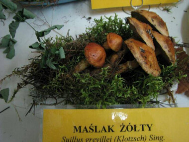 Maślak żółty - grzybobranie w Borach Tucholskich