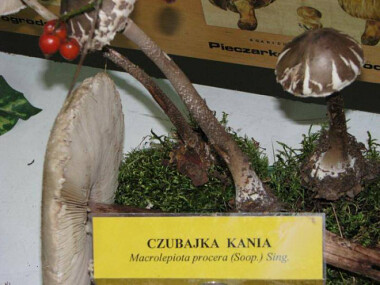 Czubajka Kania - grzybobranie w Borach Tucholskich