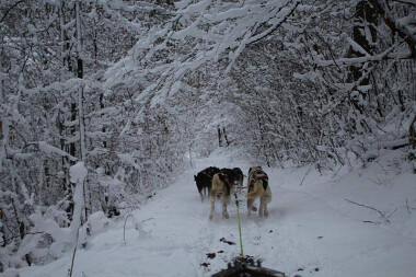 Psie zaprzęgi i  zima na Kaszubach - fot. Stajnia Grażyny