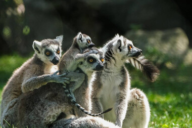 Mini ZOO i rodzinny park rozrywki Lemur Park w Rumi zaprasza!