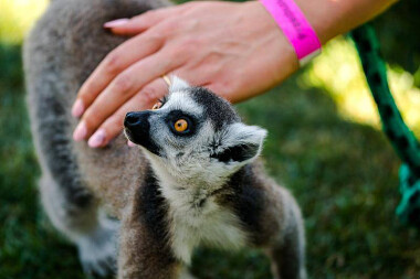 Lemur Park w Rumi zaprasza na spotkanie ze zwierzętami!