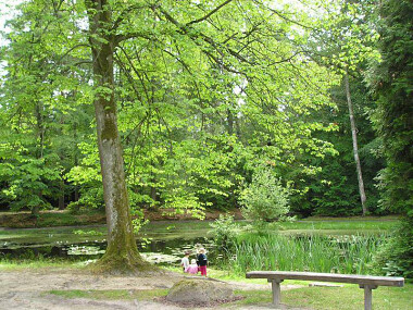 Arboretum w Wirtach - fot. W. Pasławski