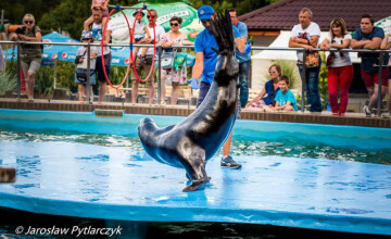 Zielone szkoły ☘️ Kaszuby, Kociewie, Bory Tucholskie, nad morzem