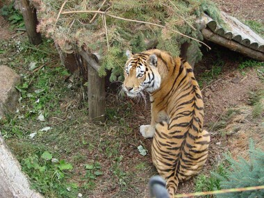 ZOO w Człuchowie brało udział w ratowaniu tygrysów uwolnionych z nielegalnego, międzynarodowego transportu.