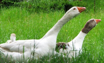 Na świętego Marcina najlepsza pomorska gęsina