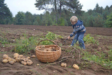 Dzieci mogą wypróbować, jak kiedyś wyglądały wykopki ziemniaków ...