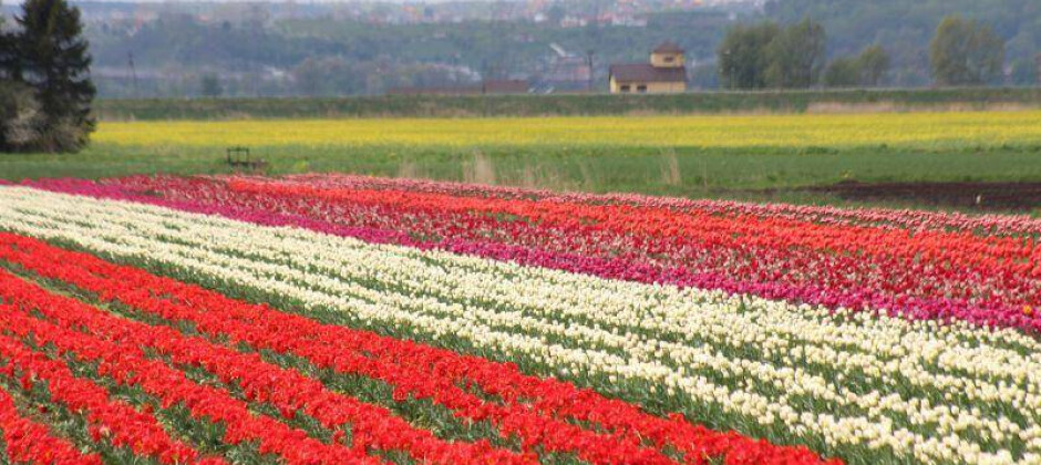 Tulipanowe pole na Żuławach