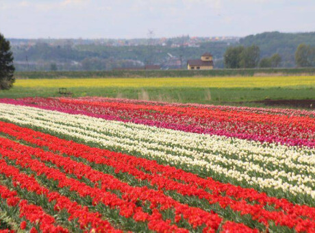 Tulipanowe pole na Żuławach 2024