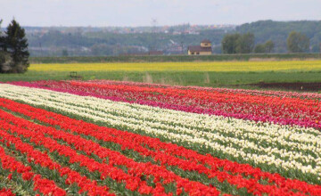 Ostatni dzień - Tulipanowe pole na Żuławach 2024