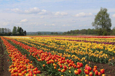 Tulipanowe pole na Żuławach - prawie jak w Holandii 🌷🌷🌷