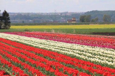 Tulipanowe pola na Żuławach 🌷 2024 - ciekawe miejsca na Pomorzu