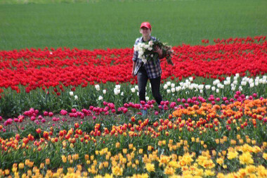 Tulipanowe pole na Żuławach  robi wrażenie🌷