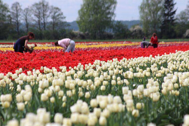 Tulipanowe pole na Żuławach - wymaga ręcznej pracy