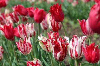 Tulipanowe 🌷 pole na Żuławach w pomorskim