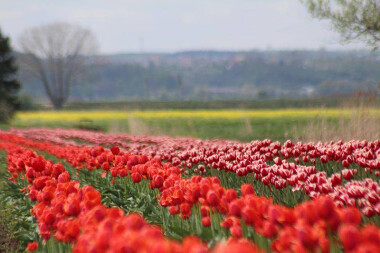 Tulipanowe pola na Żuławach (11)