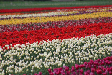 Tulipanowe pola na Żuławach (10)