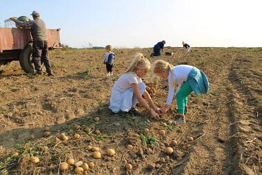 Tradycyjne wykopki ziemniaków w polu Fot. Agroturystyka U Miodowskich - Pierszczewo - Kaszuby  (15)