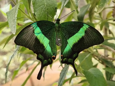 Egzotyczne motyle nad morzem - Motylarnia Władysławowo zaprasza