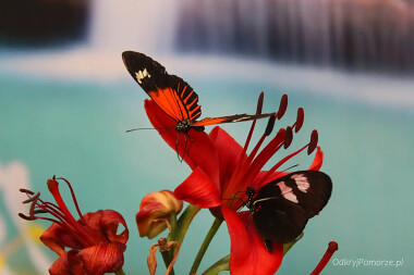 Motylarnia w porcie Władysławowo - egzotyczne kwiaty i motyle