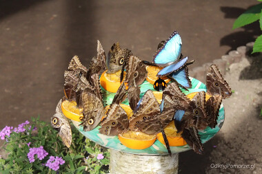 Motylarnia Władysławowo - stołówka dla motyli