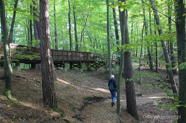 Szlak Korzeni - zejście - Leśny Ogród  Botaniczny Gdynia Marszewo