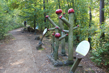 Leśny Ogród  Botaniczny Gdynia Marszewo