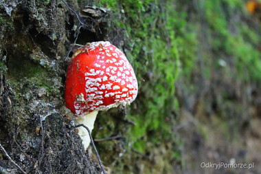 Leśny Ogród  Botaniczny Gdynia Marszewo zaprasza na spotkanie z przyrodą