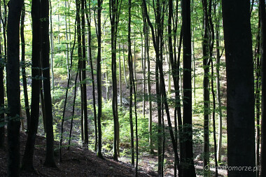 Leśny Ogród  Botaniczny Gdynia Marszewo - widok ze Szlaku Korzeni